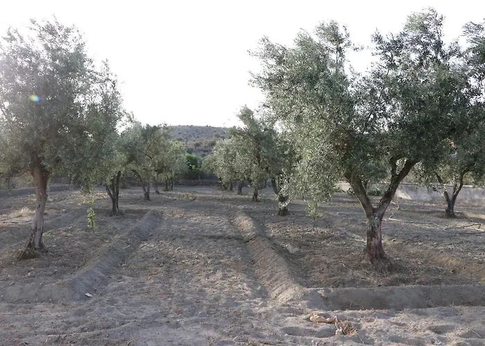 Calatrue - * タベルナス